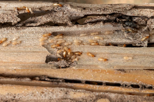 Best Mosquito Control Services  in Keary, NE